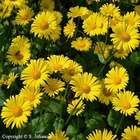  Doronicum orientale 